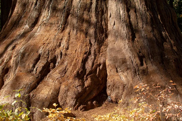 巨大なセコイア セコイア いくつかのルート テクスチャや背景を示す地面の近くの樹皮 — ストック写真