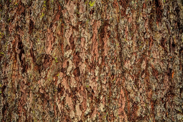 Primo Piano Sulla Corteccia Del Pino Ponderosa Pinus Ponderosa Texture — Foto Stock