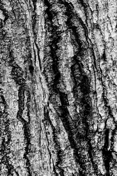 Corteccia Una Sequoia Costiera Sequoia Sempervirens Nero Bianco Rendering Texture — Foto Stock