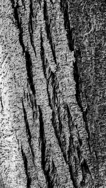 Corteccia Una Sequoia Costiera Sequoia Sempervirens Con Molte Fessure Verticali — Foto Stock