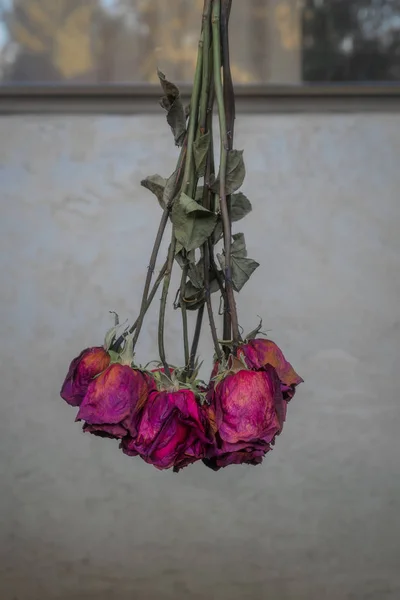 Mazzo Rose Rosse Morte Appese Testa Giù Davanti Una Finestra — Foto Stock