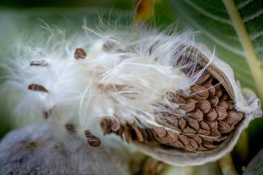 Close-up on milkweed seed pod selective focus on seeds clipart