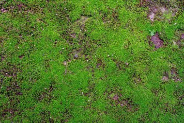 Yoğun yeşil yosun yeşili-doku veya arka plan ile kaplı kaya