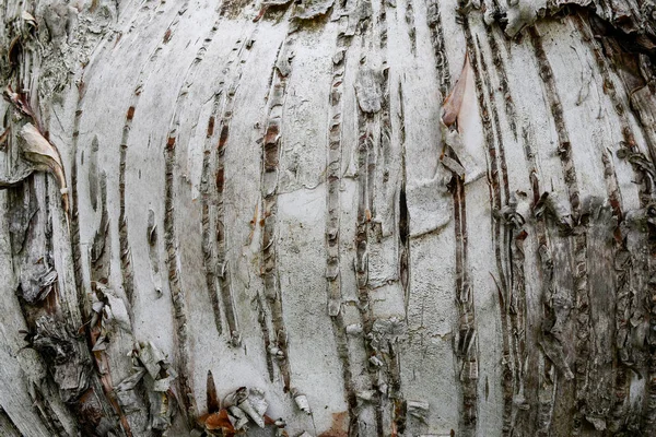 Кора Betula Platyphylla Японська Біла Береза Текстури Або Фону Простору — стокове фото