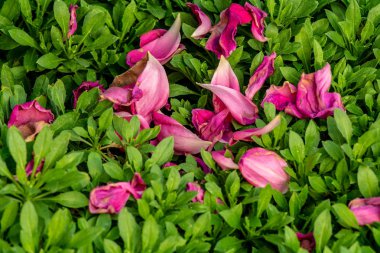 Pembe yaprakları yeşil bitki örtüsü arka plan veya doku büyük boşaltmak üzerine düşmüş