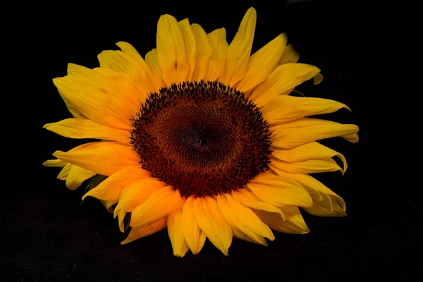 Closeup on sunflower head against black background viewed from the front (top)