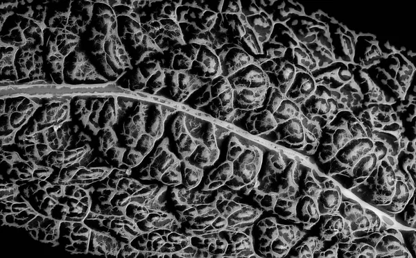 Black and white rendering of a kale leave closeup allowing to see the veins and leaf structure - texture or background