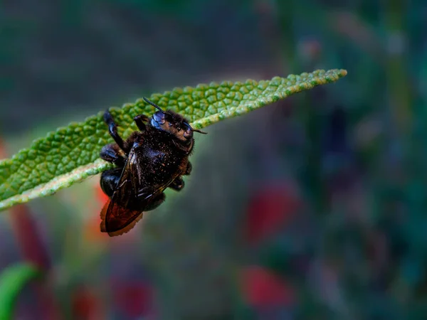 Selektivní Fokus Černé Bumble Bee Posazený Stéblo Trávy Před Zeleným — Stock fotografie