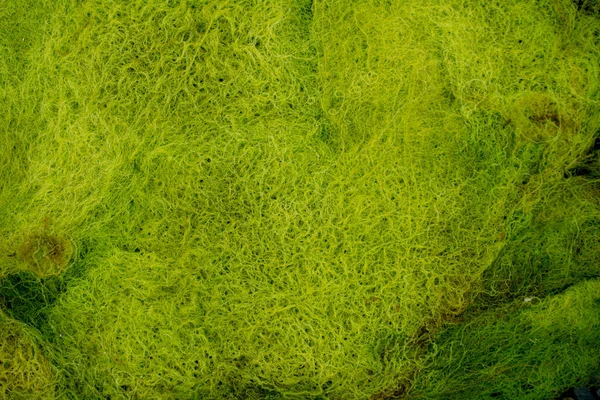 Close Algae Seaweed Background Texture Different Tones Green Yellow Large — Stock Photo, Image