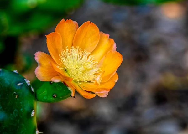 Orange cactus flower of the genus Opuntia blooming with lots of copyspace