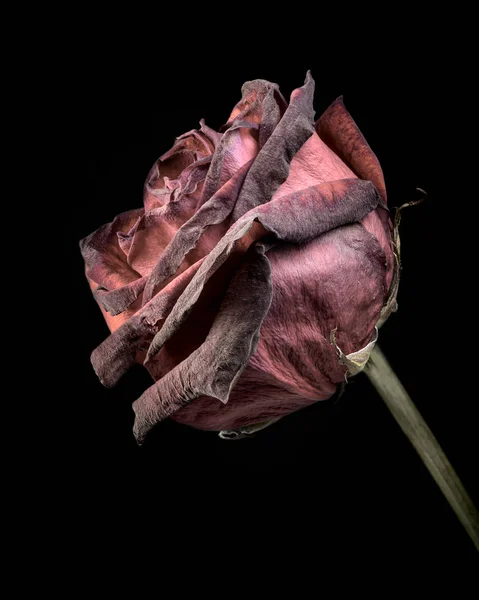 Une Rose Morte Agasint Fond Noir Pour Illustrer Concept Vieillissement — Photo