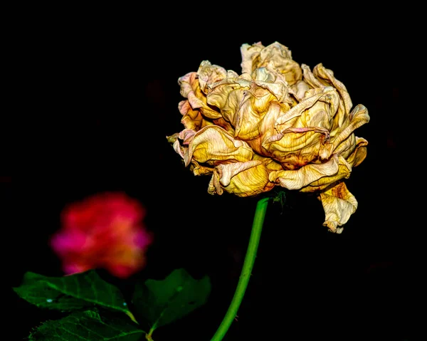 Detailní Boční Pohled Umírající Vadnutí Růže Spoustou Textury Připomínající Saddness — Stock fotografie