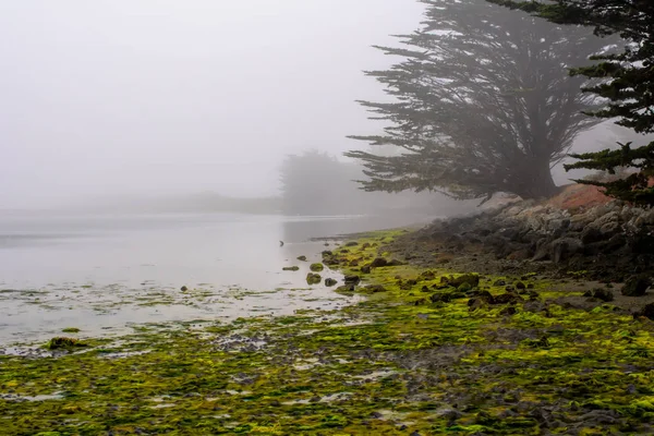 Vista Panoramica Bodega Bay California Usa Durante Una Bassa Marea — Foto Stock