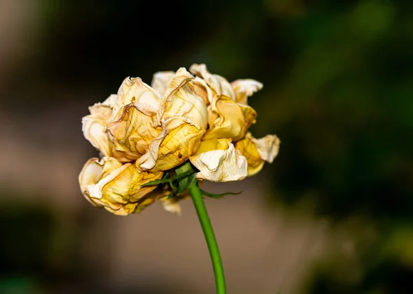 Zbliżenie Boczne Widok Umierającego Więdnięcie Rose Przypomina Saddness Samotność Starości — Zdjęcie stockowe