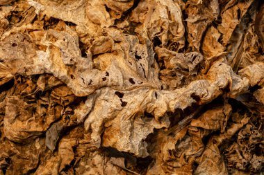 Çok kuru, net büyük kopya alanı - doku ve arka plan bırakır