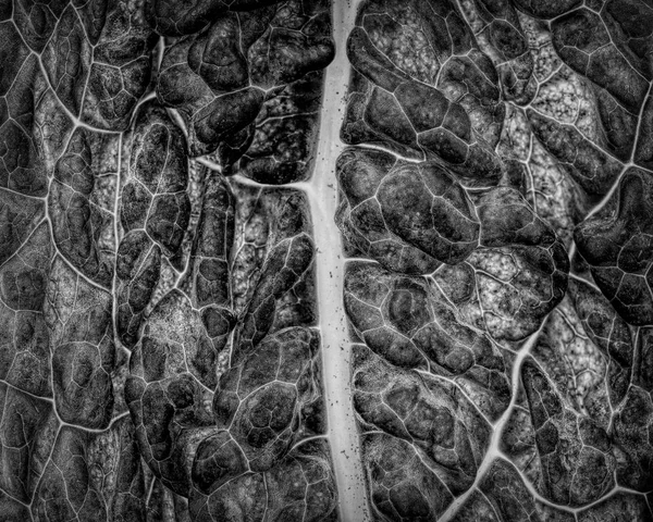 Black and white rendering of a kale leave closeup allowing to see the veins and leaf structure - texture or background