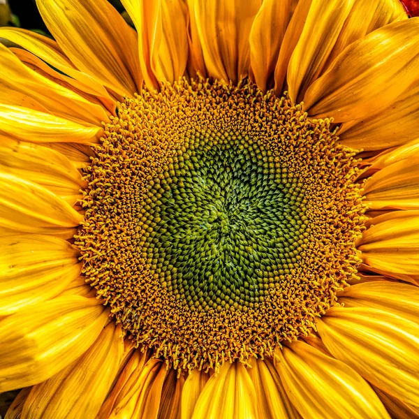 Zbliżenie Niepromienny Środek Słonecznika Żółte Zielone Koncentryczne Okręgi Tła Lub — Zdjęcie stockowe