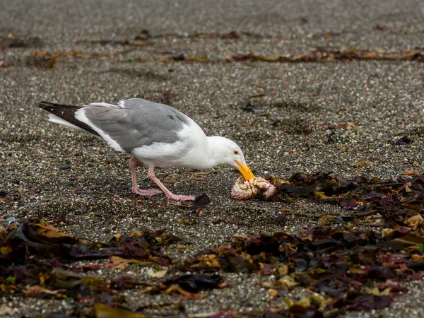 Una Gaviota Del Pacífico Comiendo Cangrejo Una Orilla Arenosa Rodeada — Foto de Stock