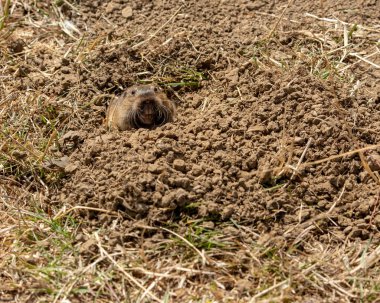 Bir cep gopher başkanı (Geomyidae) kir bir yuva dan çıkan, diş showin
