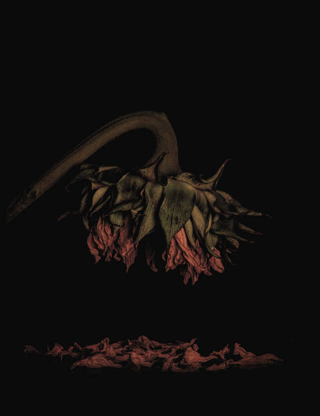 Dying wilting sunflower shedding its petals reminding of the saddness and loneliness of old age and wilted love against black background