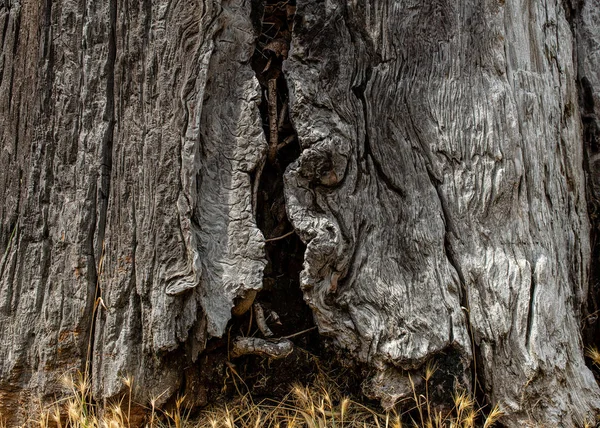 Schors Van Een Dode Kustsequoia Sequoia Sempervirens Met Een Brand — Stockfoto