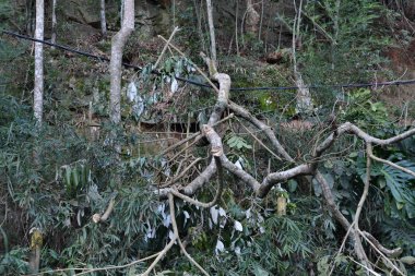 Toprağın erozyonu sonucu bir yağmur fırtınası ndan sonra tropik bir telefon kablosu üzerinde düşmüş ağaçlar - çevre koruma concep