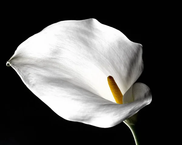 Branco Calla Lírio Fundo Preto Closeup Estúdio — Fotografia de Stock