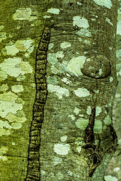 Casca Uma Árvore Amieiro Alnus Com Líquen Musgo Textura Backgroun — Fotografia de Stock