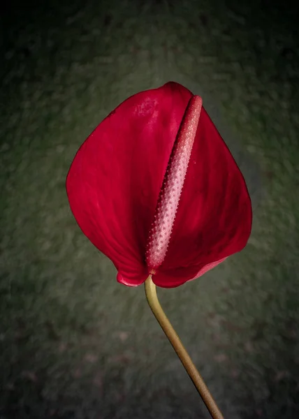 Röd Anthrurium Blomma Grön Bakgrund — Stockfoto