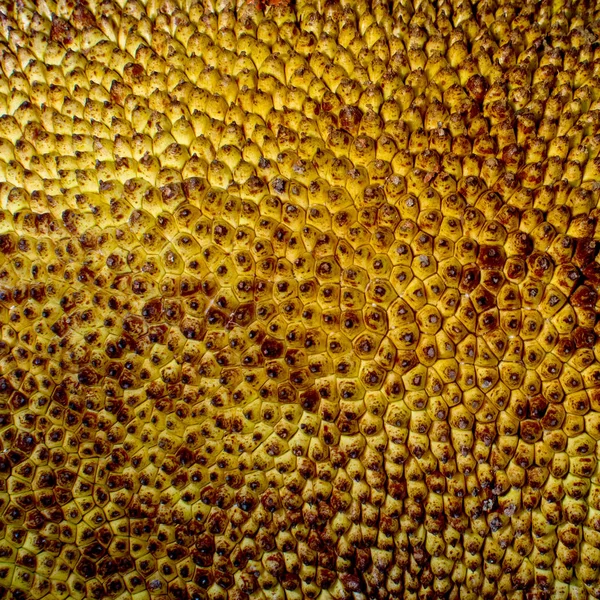 Jackfruit Peel Texture Backgroun — Stock Photo, Image