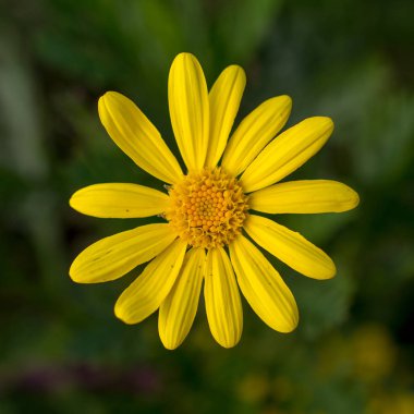 Sarı papatya iin doğa aganst yeşil arka plan, üst görünüm ve yakın çekim seçici odak.  