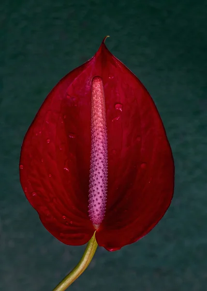 Närbild Röd Anthrurium Blomma Grön Bakgrund Anthurium Odlas Som Kruk — Stockfoto