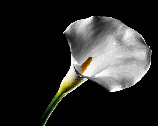Επιλεκτική Εστίαση Όμορφα Λευκό Οπίσθιο Φωτισμό Calla Κρίνος Πλευρά Επάνω — Φωτογραφία Αρχείου