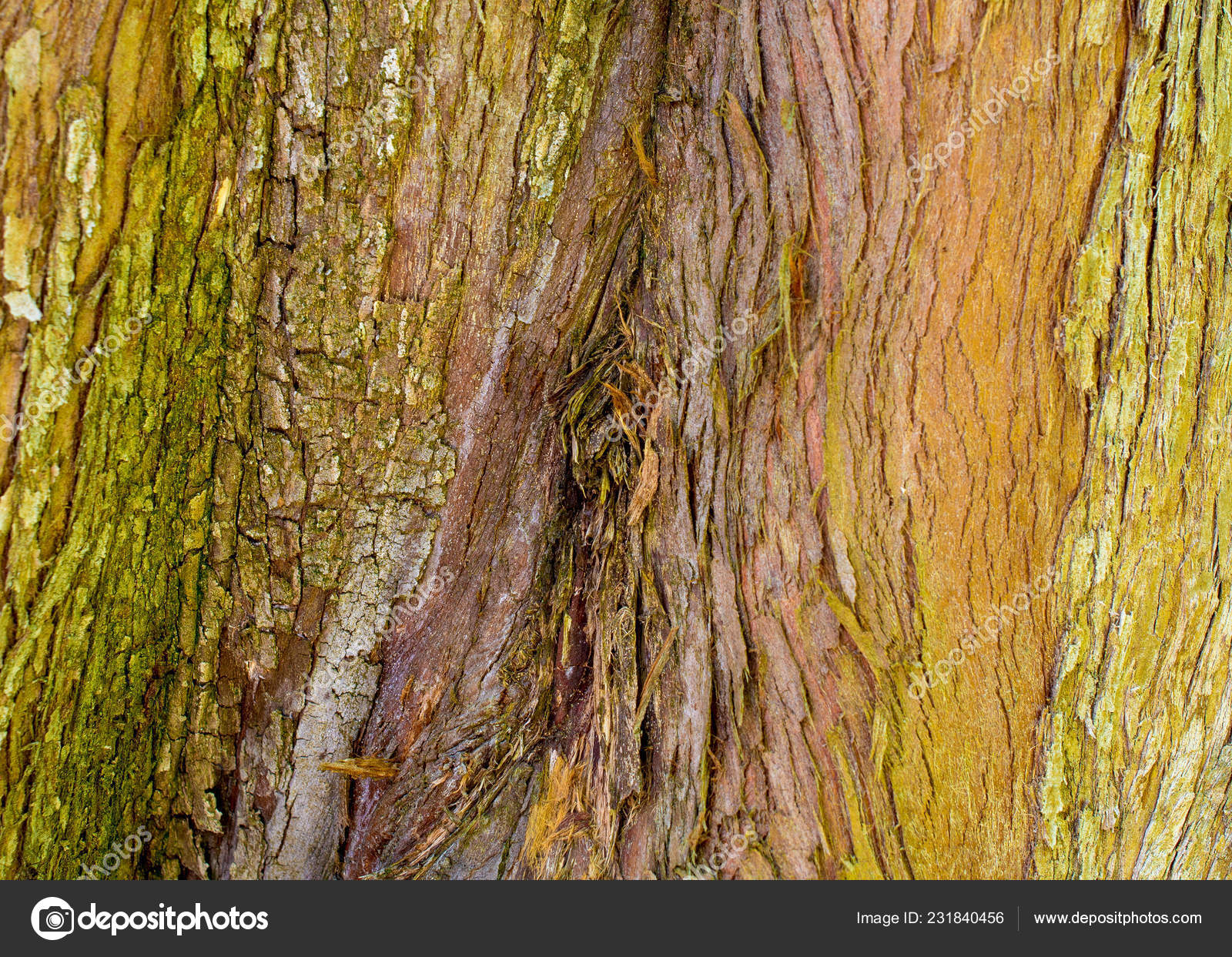 Metasequoia Dawn Redwood Wood Texture Background Stock Photo Image By C Alessandrarc Metasequoia Dawn Redwood Wood Texture Background Stock Photo Image By C Alessandrarc