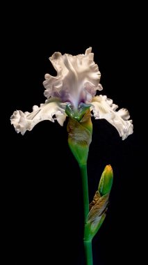 Siyah arka plan beyaz Iris