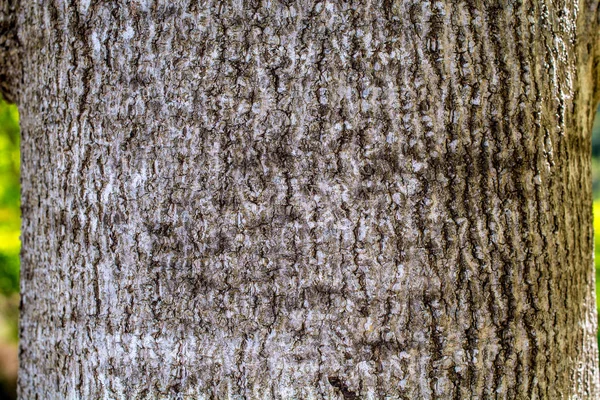 Крупный План Коре Лириодендрона Китайский Тюльпан Дерево Коричневая Текстура Фон — стоковое фото