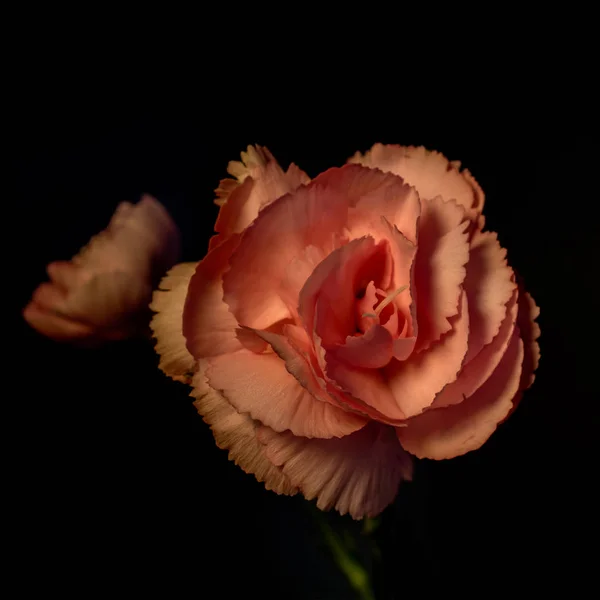 stock image A pink Camelia flower, on black background, top view