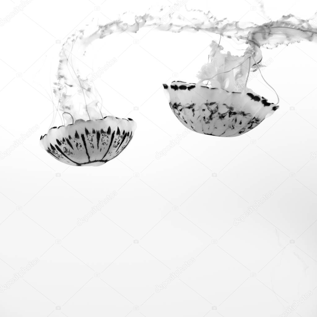 Upside-down jellyfish swimming on white background 