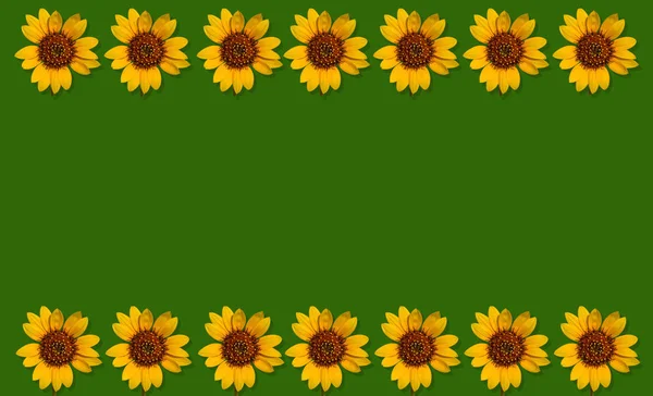 Seven Identical Sunflowers Base Top Rectangular Green Background Ideal Summer — Stock Photo, Image