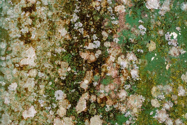 Rocha Coberta Com Musgo Líquen Padrão Nas Cores Laranja Verde — Fotografia de Stock