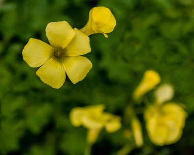 Sarı Oxalis Çiçek bahçesinde bulunan çok geniş kopya için tarih seçici odak