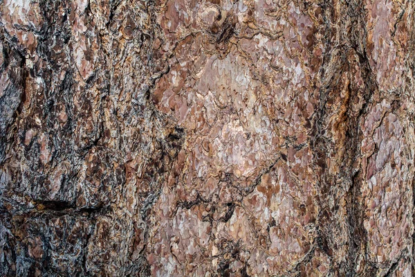 Gros Plan Sur Écorce Pin Ponderosa Pinus Ponderosa Texture Fond — Photo
