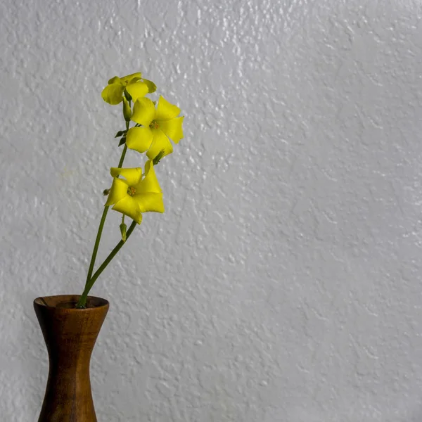 Selektiver Fokus Auf Gelbe Oxalis Blüten Hölzernen Blumentopf Isoliert Auf — Stockfoto