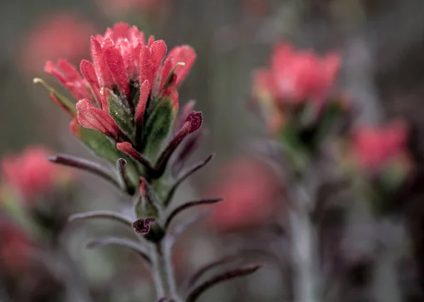 Las Flores Rojas Los Pinceles Indios Castilleja Naturaleza California — Foto de Stock