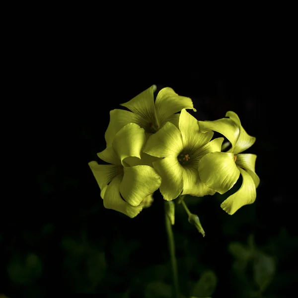 Selektivt Fokus Gul Oxalis Blommor Mörk Svart Bakgrund — Stockfoto