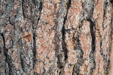 Ponderosa'yı çam ağacı kabuğu doku ve arka plan