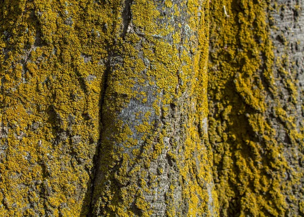 Tree Bark Yellow Lichen Background — Stock Photo, Image