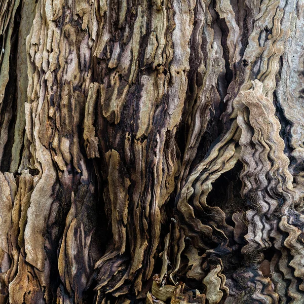 Texturu Dřeva Backgroundof Kalifornské Sekvoje — Stock fotografie