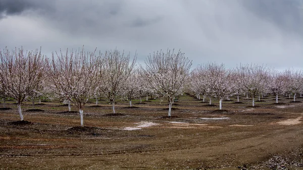 Almond orchard in Winters California
