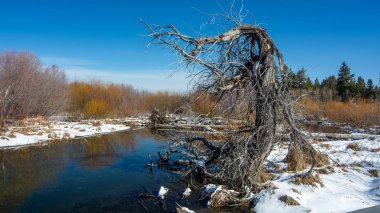 Taylor Creek yakınındaki South Lake Tahoe, Kaliforniya, ABD, ölü ve çarpılmış ağacın 2018, kış bulutsuz mavi gökyüzü gün 
